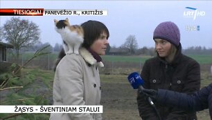 Katė tiesioginiame LRT eteryje sukėlė daug juoko