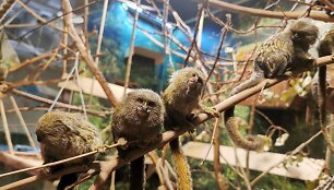 Vilniaus zoologijos sode gimė mažiausių beždžionių pasaulyje jaunikliai