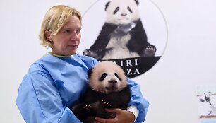 Mažylė panda Tian Bao