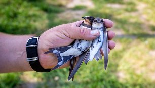 Ventės rage – paukščių žiedavimo įkarštis