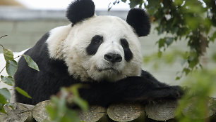 Panda Tian Tian