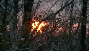 Žiemos saulėgrįža – neišvengiamas astronominis reiškinys, ženklinantis naujo gamtinio ciklo pradžią. Šaltinis: asmeninis G.Kakaro fotoarchyvas.
