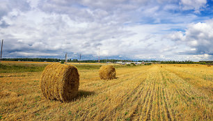 Šienas