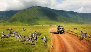 Ngorongoro draustinyje vykstantys safariai vilioja daugybę turistų
