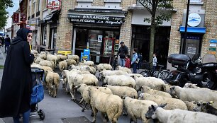 Avys Aubervilliers rajone