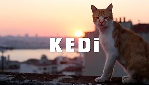 kedi-trailer-1