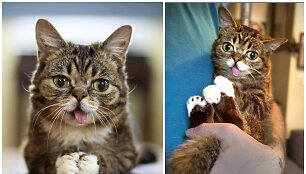 Garsiausia interneto katė Lil Bub