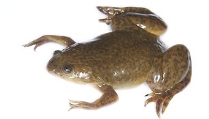 Afrikos varlė Xenopus laevis