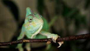 Jemeno chameleonas papildė zoologijos sodo eksponatų sąra&scaron;ą