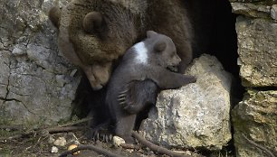 Rudosios meškos jauniklis su mama