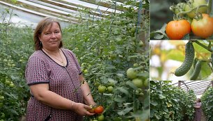 Šventybrastyje agurkus ir pomidorus drauge su vyru auginanti kraštietė Inga Ivanova džiaugiasi, kad šiais metais ūkis nenukentėjo nuo tropinio tipo orų. 