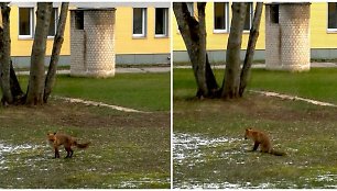 Tarp Kėdainių ligoninės ir Pirminės sveikatos priežiūros centro, nepaisydama karantino, laisvų laisviausiai vaikštinėjo lapė. Matėsi, jog gyvūnas serga ir jam nedelsiant reikia pagalbos. 