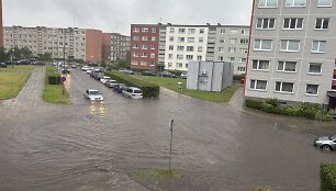 Liūtis Klaipėdoje apsėmė gatvę