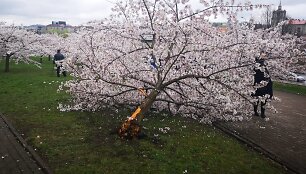 Sakurų parke &ndash; japonų turistų a&scaron;aros: Velykų rytą medžius čia i&scaron;vartė &scaron;iuk&scaron;liavežė