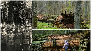 Šaravų ąžuolas po šešių šimtmečių tarė „sudie“: LDK laikais išdygusio gamtos paminklo istorija