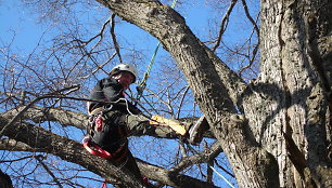 Arboristas