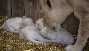 Baltojo liūto jaunikliai Prancūzijos zoologijos sode