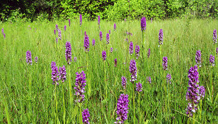 Orchidėjų pelkė vasaros metu