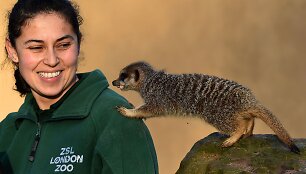 Kasmetinis gyvūnų sura&scaron;ymas Londono zoologijos sode