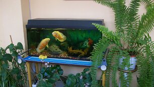 akvariumas