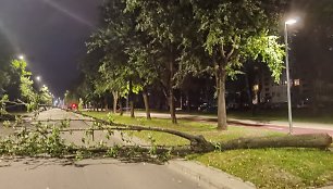 Išverstas medis Vilniaus Minties gatvėje