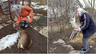 Zabieliškietė pasakojo, kad į jos sodybą atklydo stirnaitė, jai jos labai pagailo, todėl ėmė ieškoti pagalbos. Gyvūnų gerovės tarnybos „Pifas“ darbuotoja Greta Linkė apžiūrėjo stirnaitę ir rūpinosi jos gydymu