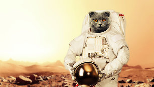 Katinas kosmonautas