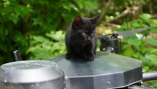 Operacija &bdquo;Miau-miau&ldquo;