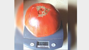 Pomidoras gigantas