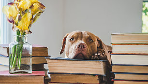 Šuo tarp knygų (asociatyvi nuotr.)