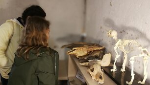 Lankytojai apžiūri archeologinius radinius (E. Dauk&scaron;aitės nuotr.)