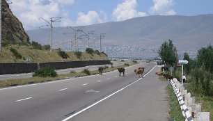 Armėnijos autostrada, kuria „naudojasi“ ir laukiniai gyvuliai