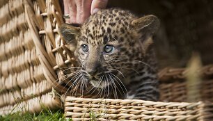 Leopardo jauniklis 