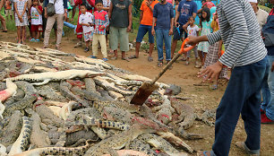 Indonezijoje minia iš keršto nugalabijo šimtus krokodilų