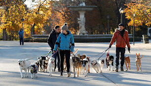 Madrido šunų vedžiotojai