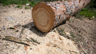 Medžių kirtimas Vilniaus Kirtimų tabore