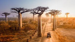 Madagaskaras, Baobabų alėja
