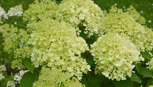 Šluotelinė hortenzija (Hydrangea paniculata „Diamantino“)