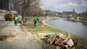 Vaizdas i&scaron;kirtus medžius.