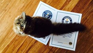 Katinas Corduroy su rekordą patvirtinančias sertifikatais