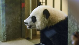 Va&scaron;ingtono zoologijos sodas &scaron;venčia pandos gimtadienį