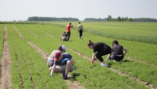  &bdquo;Krekenava&ldquo; laukuose vasarą darbuojasi kra&scaron;to moksleiviai. 