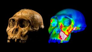 Australopithecus sediba kaukolė