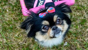&bdquo;PetCity&ldquo; stiliaus ir mados guru ambasadorė Zuzė