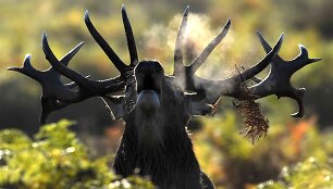 Elnias Ričmondo parke, Londone