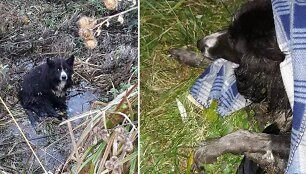 Gelbėtojai &scaron;unį i&scaron;traukė i&scaron; griovio ir netrukus perdavė gyvūnų sergėtojams, kurie į Kėdainius atvyko i&scaron; Kauno. &Scaron;uo buvo suvyniotas į &scaron;iltą pledą ir i&scaron;vežtas į V&scaron;Į &bdquo;Penkta koja&ldquo; kliniką Kaune. 