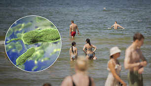 Vibrio vulnificus bakterija Baltijos jūroje