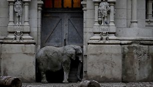 Prieš metus uždarytame Buenos Airės zoologijos sode dauguma gyvūnų vis dar narvuose