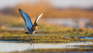 Šį savaitgalį kviečia atvykti į Nemuno deltą – stebėti sugrįžusių paukščių