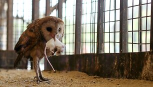 Prie savo namų egiptietis įkūrė zoologijos sodą